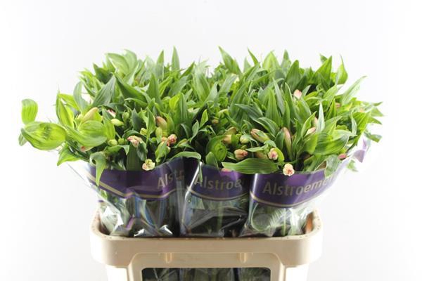 <h4>Alstr True Dream (pink/wit)</h4>