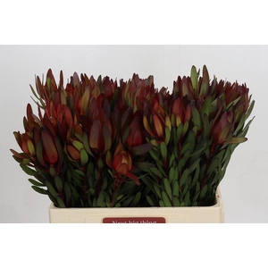 Leucadendron Saf Sunset Dark R.