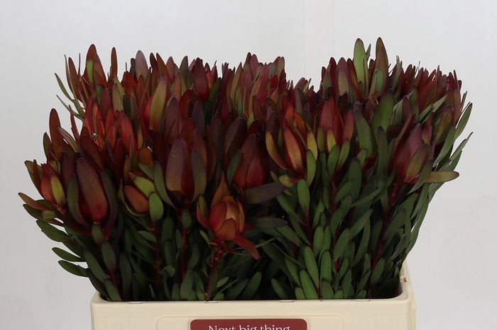 <h4>Leucadendron Saf Sunset Dark R.</h4>