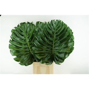 Monstera Ø55cm (sg) Xxl