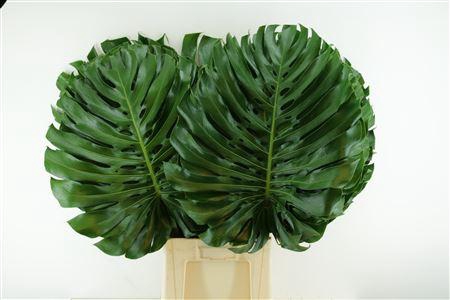 <h4>Monstera Ø55cm (sg) Xxl</h4>