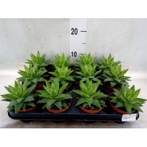 Aloe brevifolia