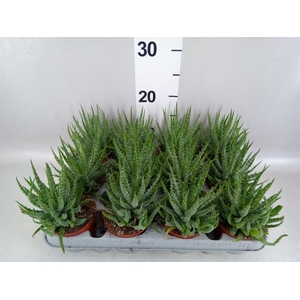 Aloe humilis