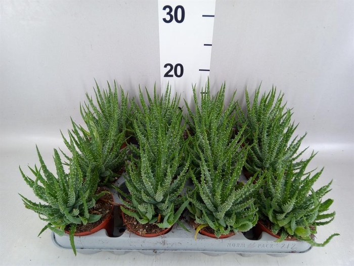 <h4>Aloe humilis</h4>