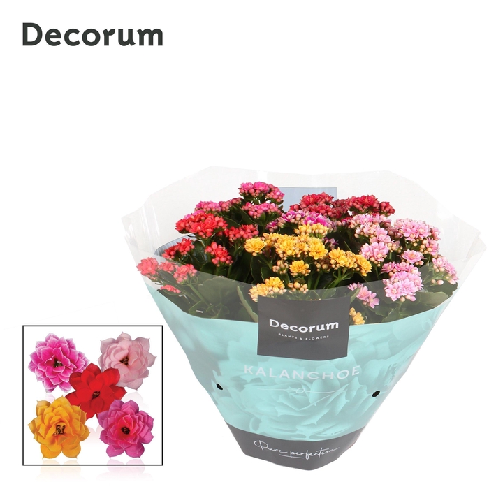 <h4>Kalanchoe Decorum Carnaval</h4>