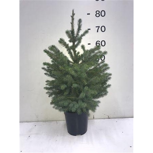 Picea Omorika