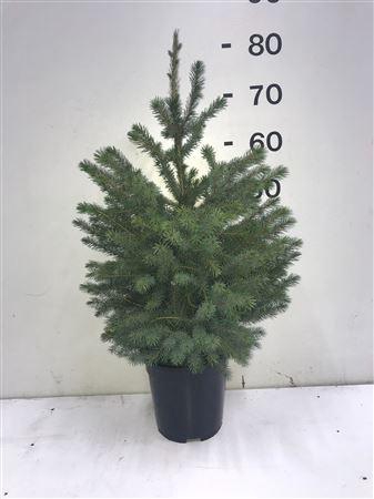 <h4>Picea Omorika</h4>