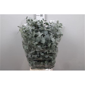 Euc Cinerea Extra