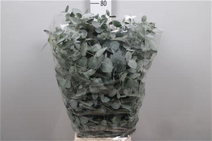 <h4>Euc Cinerea Extra</h4>