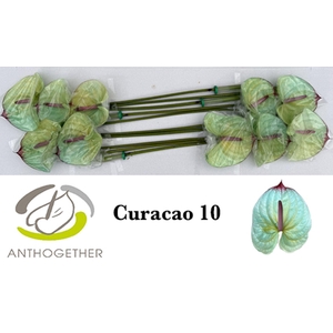 Anth. andr. DYED Curacao