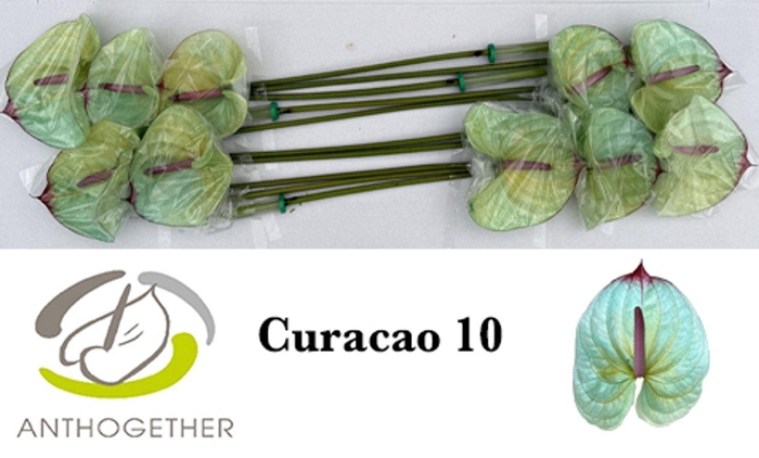 <h4>Anth. andr. DYED Curacao</h4>