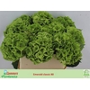 Hydrangea mag emerald classic