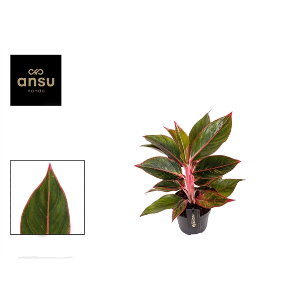 <h4>Aglaonema Jungle Red</h4>