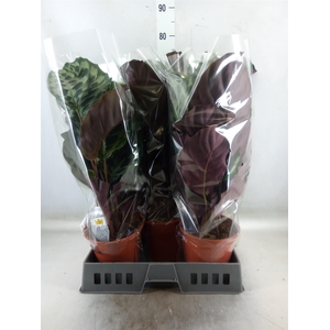 Calathea   ...