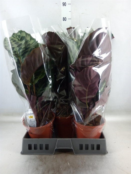<h4>Calathea   ...</h4>