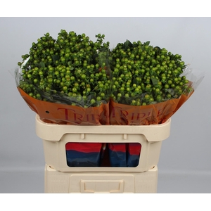 HYP MAG GREEN POWER