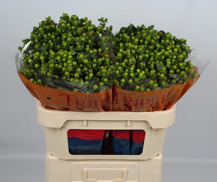 <h4>HYP MAG GREEN POWER</h4>