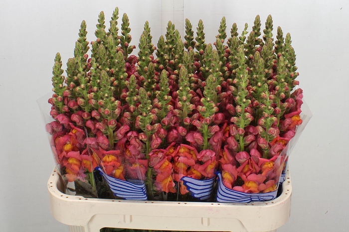 <h4>Antirrhinum majus 'Poto Dk Orange'</h4>
