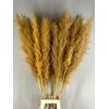 DF Pampas 130cm Apricot