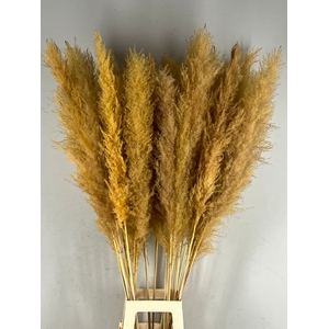 DF Pampas 130cm Apricot