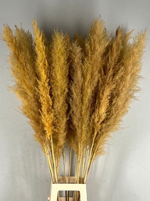 <h4>DF Pampas 130cm Apricot</h4>
