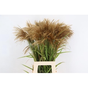 GRAS MISCANTHUS GOLD