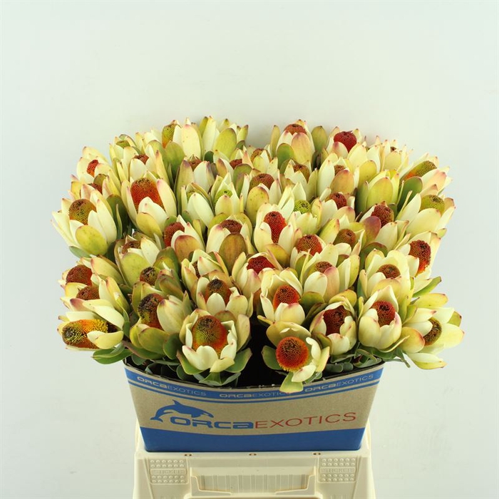 Leucadendron Pom-Pom