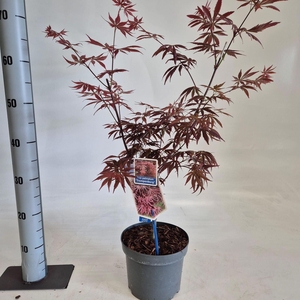 Acer palmatum Trompenburg