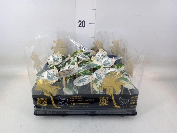 <h4>Alocasia ...</h4>