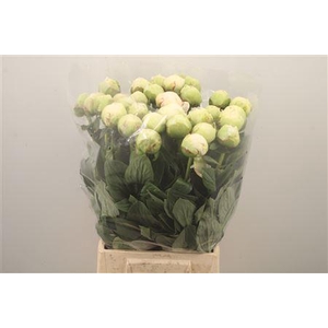 Paeo L Ivory Victory