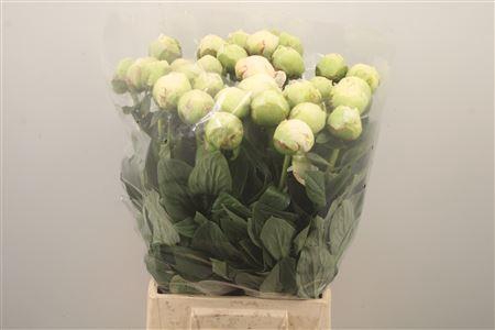 <h4>Paeo L Ivory Victory</h4>