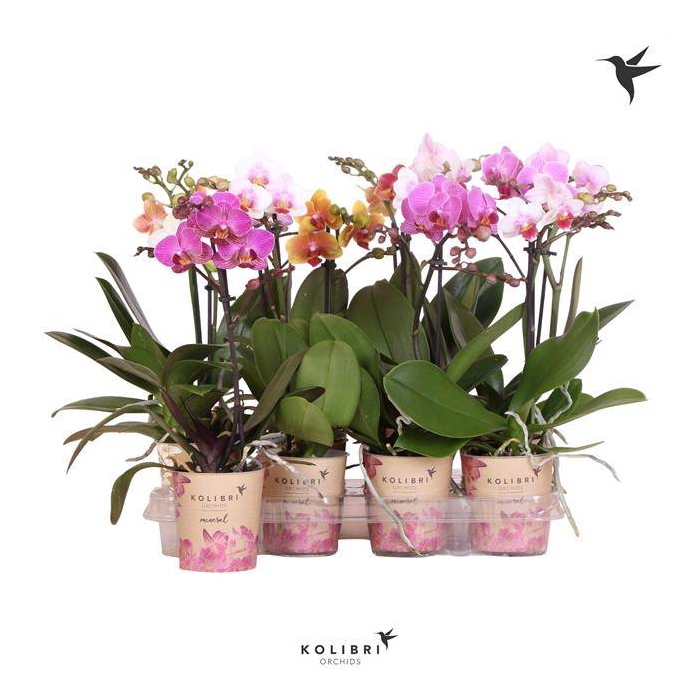 <h4>Phalaenopsis mf. mix</h4>