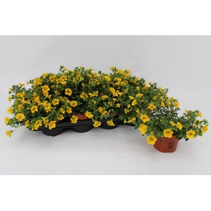 Calibrachoa Yellow 13cm