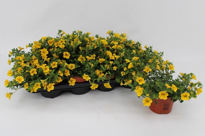 <h4>Calibrachoa Yellow 13cm</h4>