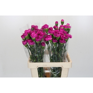 Dianthus St Tiepolo Fucsia
