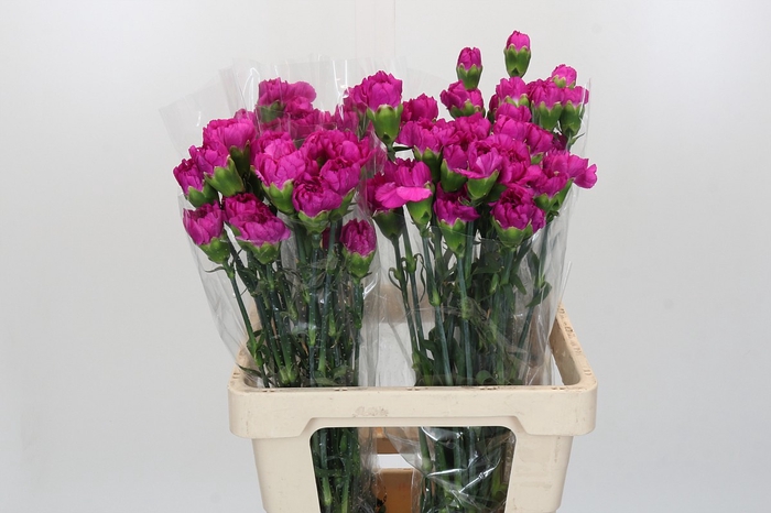<h4>Dianthus St Tiepolo Fucsia</h4>