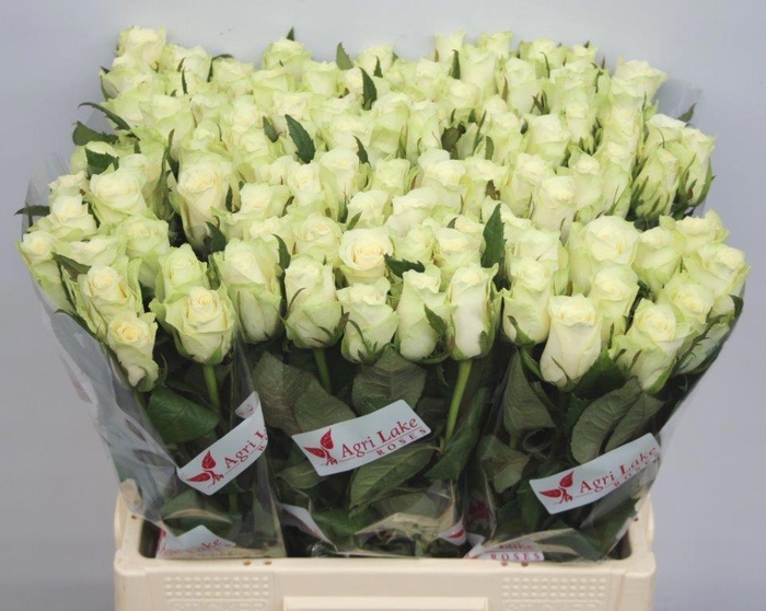 <h4>R GR ATHENA</h4>