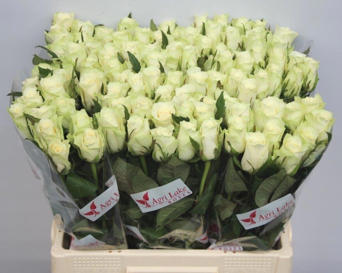 <h4>R GR ATHENA</h4>