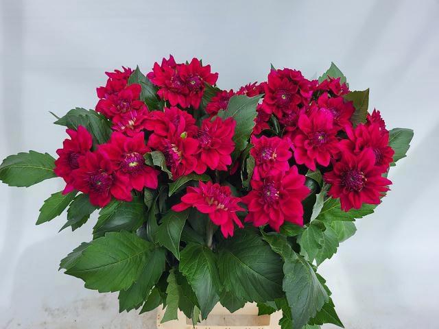 <h4>DAHL MOULIN VIOLET</h4>
