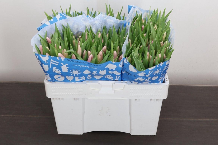 <h4>Tu En Gabriella X150</h4>