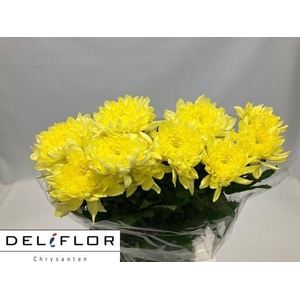 CHR G ZEMBLA YELLOW