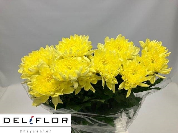 <h4>CHR G ZEMBLA YELLOW</h4>