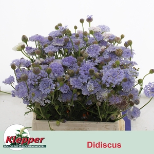 SNIJBLOEMEN OV