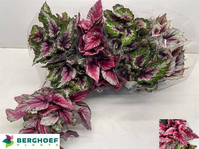 <h4>BEG BEL GEM</h4>