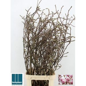 MAGNOLIA GRANDIFLORA