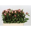 Paeonia Gardenia