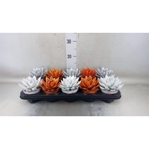 Echeveria  'Miranda'