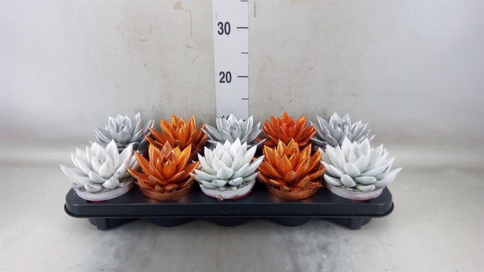 <h4>Echeveria 'Miranda'</h4>