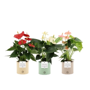 Anthurium 3 color mix in Pure Louise zinc ceramics