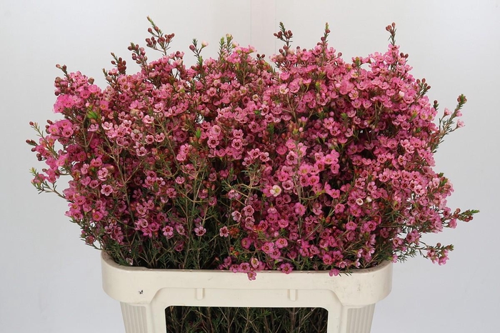 Chamelaucium Sarah's Delight